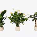 Indoor Decorative Potted Plants With Large Green Leaves And Orange Flowers In White Textured Pots