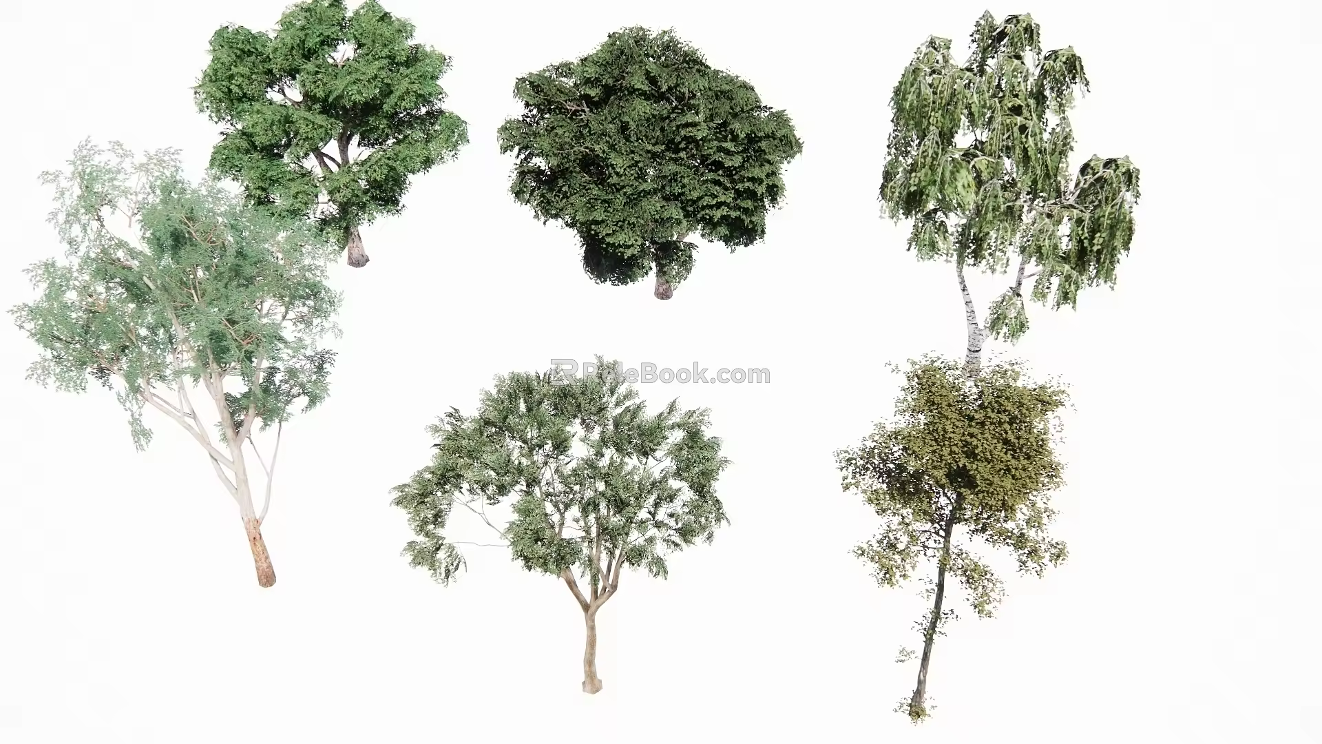 Eucalyptus 3d model