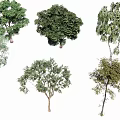 Eucalyptus 3d model