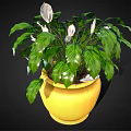 Lush Indoor Plant With Green And Silver Leaves In Yellow Pot