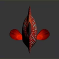 Vibrant Red And White Striped Discus Fish With Circular Shape In Dark Background