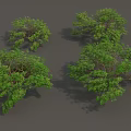 Lush Green Arbor Trees With Dense Foliage And Spreading Canopy 3d model