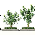 Modern Artistic Outdoor Plant Arrangement With Tall Green Plants Decorative Pedestals And Small Shrubs