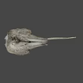 Detailed Bird Skull With Long Beak Displayed On Gray Background 3d model