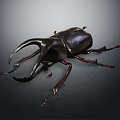 Black Rhinoceros Beetle With Large Curved Horns And Red Legs On Dark Background