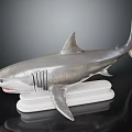 Realistic Shark Model Display With Detailed Fins And White Base On Black Background