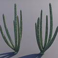 Two Green Cactus Shrubs With Slender Stems And Spines On Gray Background With Shadows 3d model