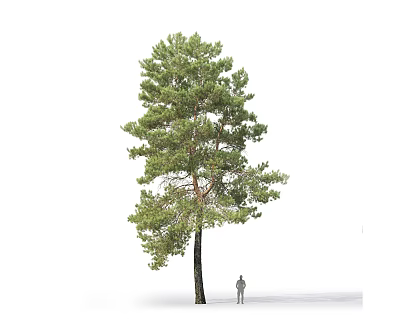 Tall Pine Tree With Green Foliage And Person Standing Beside On White Background 3d model