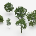 Various Green Leafy Trees in 3D Render Display with White Background 3d model