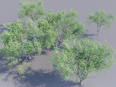 Green Leafy Trees with Lush Foliage and Natural Shade in Outdoor Scene 3d model
