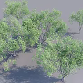 Green Leafy Trees with Lush Foliage and Natural Shade in Outdoor Scene