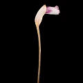 Elegant Purple and White Flower with Curved Petal and Slender Stem on Black Background