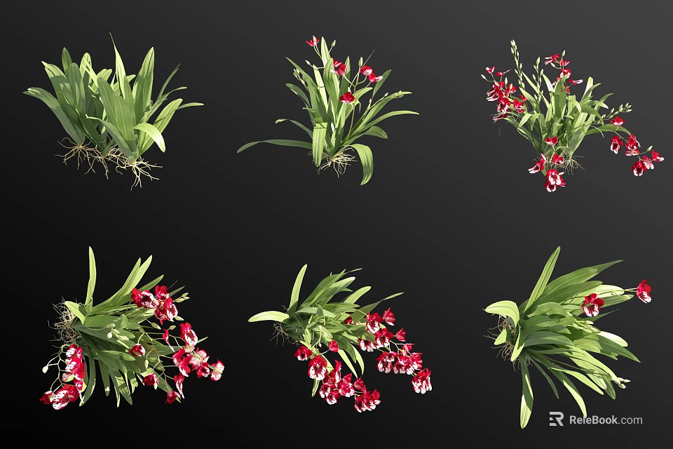 Beautiful Orchid Plants With Red Flowers Green Leaves Natural Roots And Different Poses 3d model 