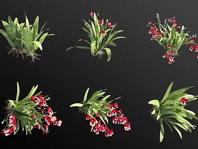 Beautiful Orchid Plants With Red Flowers Green Leaves Natural Roots And Different Poses 3d model