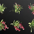 Beautiful Orchid Plants With Red Flowers Green Leaves Natural Roots And Different Poses