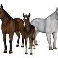 Three Horses Group Including Brown Adult Foal and White Mare Standing Together