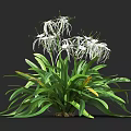 Beautiful Broad Green Leaf Plant Featuring White Flowers With Slender Petals