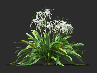 Beautiful Broad Green Leaf Plant Featuring White Flowers With Slender Petals 3d model