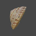 Intricate Natural Seashell With Spiral Pattern And Brown White Stripes