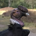 Majestic Red Headed Condor With Black And White Feathers Standing On Green Grassland