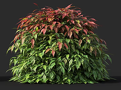 Vibrant Garden Shrub With Lush Red And Green Leaves And Dense Foliage 3d model
