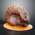 Detailed Organ And Hair Structure Display With Natural Biological Texture