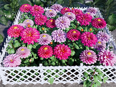 Colorful Garden Flowers In Pink Purple Red With White Lattice Fence And Green Leaves 3d model