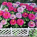 Colorful Garden Flowers In Pink Purple Red With White Lattice Fence And Green Leaves