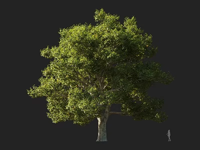 Tall Arbor With Lush Green Foliage And Thick Trunk Near Human Figure 3d model
