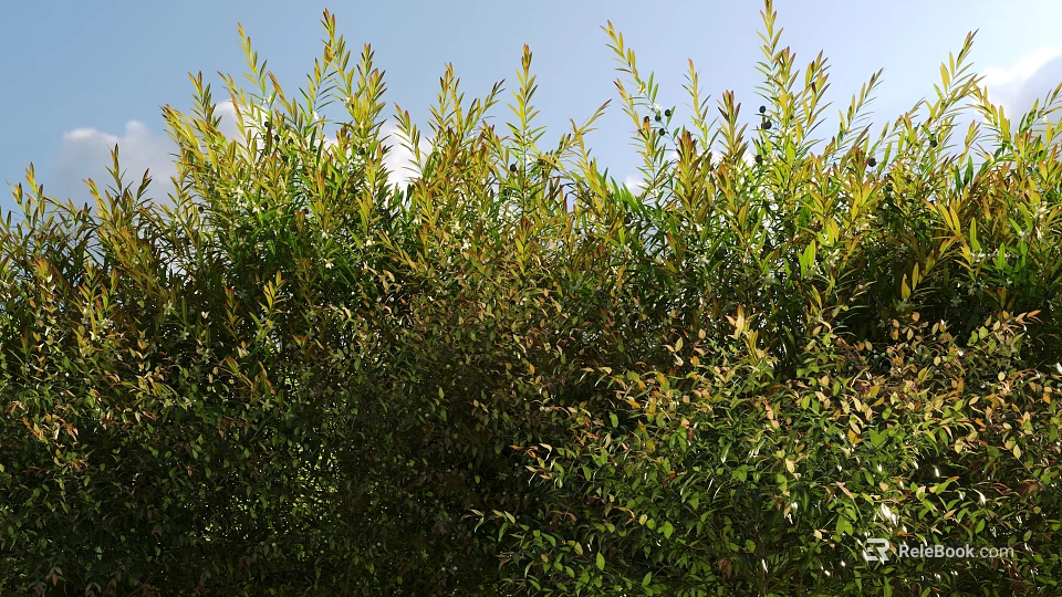 Lush Green And Yellow Leafy Shrubs In Sunlit Outdoor Garden Area 3d model 
