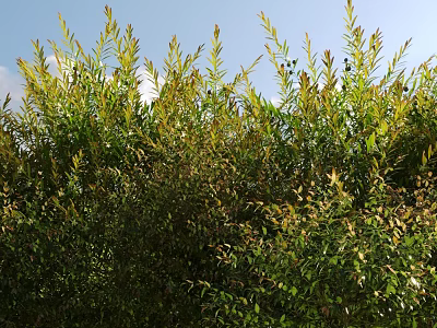 Lush Green And Yellow Leafy Shrubs In Sunlit Outdoor Garden Area 3d model