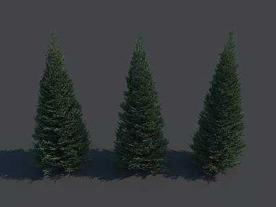 Three Tall Green Conical Trees with Natural Shadows on Gray Background 3d model
