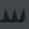 Three Tall Green Conical Trees with Natural Shadows on Gray Background