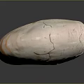 Shiny Nautilus Shell With Orange And White Stripes In Spiral Shape