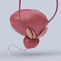 Abdominal Organs 3D Anatomical Model Showing Bladder Ureters and Prostate Gland Structure 3d model