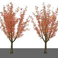 Two Trees With Red Blossoms And Brown Trunks Against White Background 3d model