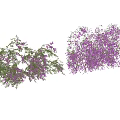 Purple Flowering Plants with Green Leaves and Different Growth Forms in Garden