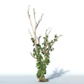 Green Leafy Vine Plant Growing on Dry Branches with Lush Foliage