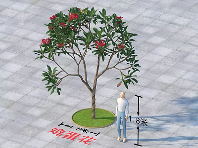Frangipani Tree With 1.8m Height 8m Diameter On Paved Ground And Human Figure 3d model