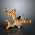 Natural Orange Beige Branched Coral Structure As Marine Aquatic Animals Habitat