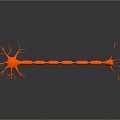 3D Rendered Red Neuron Structure With Branches Synapses And Dark Background Reflection