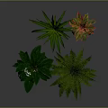 White Flowering Fern And Colorful Leaf Plants In Black Pots On Wooden Tray Stand