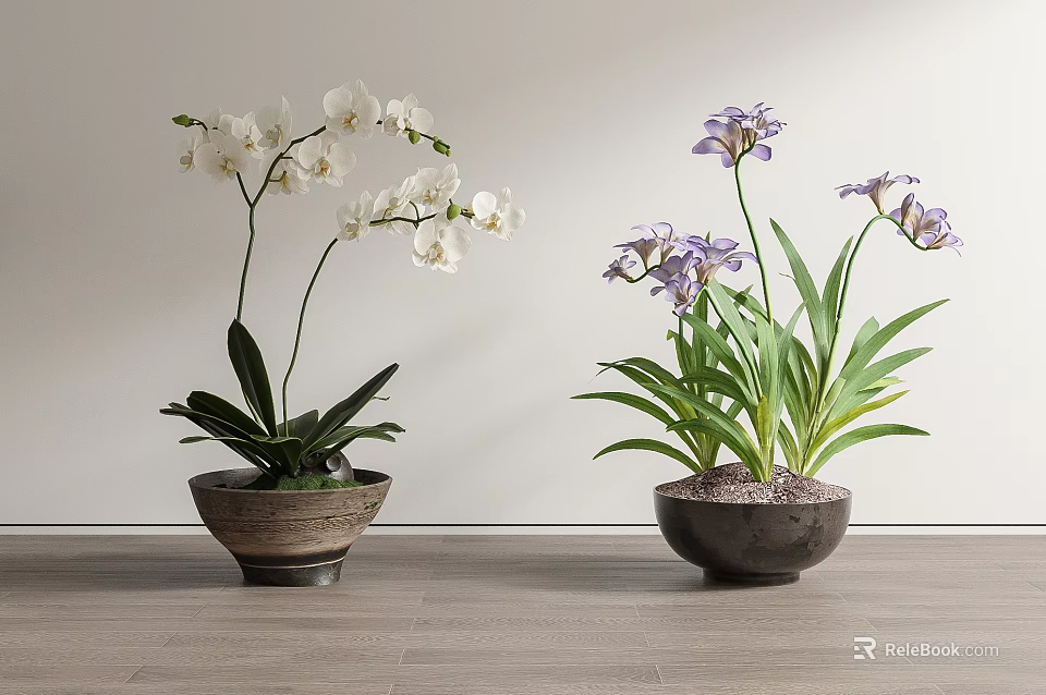 Bonsai Potted Plants with White and Purple Orchids on Wooden Floor Against Light Wall 3d model 