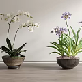 Bonsai Potted Plants with White and Purple Orchids on Wooden Floor Against Light Wall
