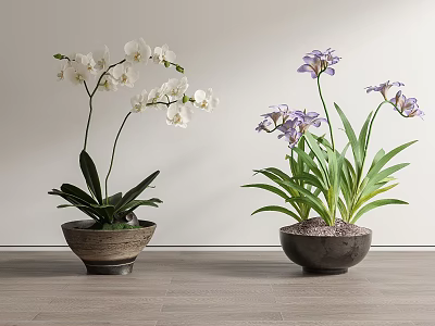 Bonsai Potted Plants with White and Purple Orchids on Wooden Floor Against Light Wall 3d model