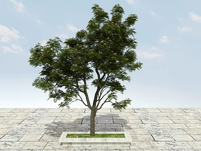 Tall Arbor Tree with Lush Green Leaves Growing on Stone Pavement under Blue Sky 3d model