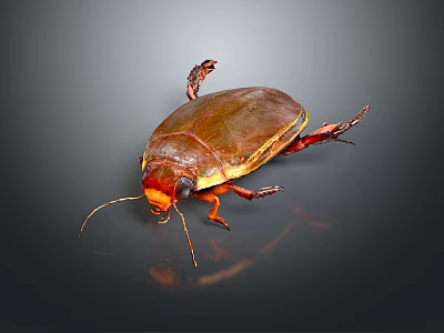 Close Up View Of Brown Beetle With Red Legs And Antennae On Reflective Dark Background 3d model