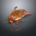 Close Up View Of Brown Beetle With Red Legs And Antennae On Reflective Dark Background