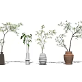 Four Modern Vases With Green Foliage In Diverse Shapes On Minimalist White Background