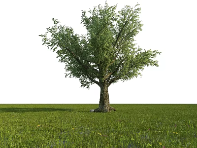 Tall Arbor With Lush Green Leaves And Thick Trunk On Green Grassland 3d model